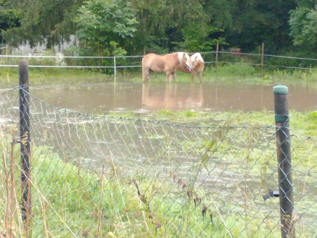 Hochwasser auf der Pferdekoppel